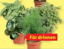 Lidl Grünpflanzen Angebot