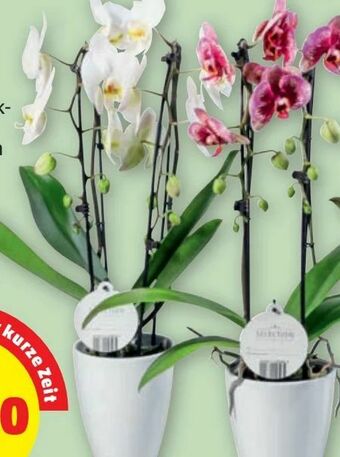 PENNY Orchidee Cascade Angebot