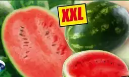 Norma River Valley Dumara Riesen Wassermelone Angebot