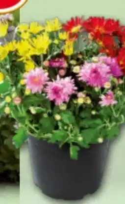 Norma Chrysanthemen-Busch Angebot
