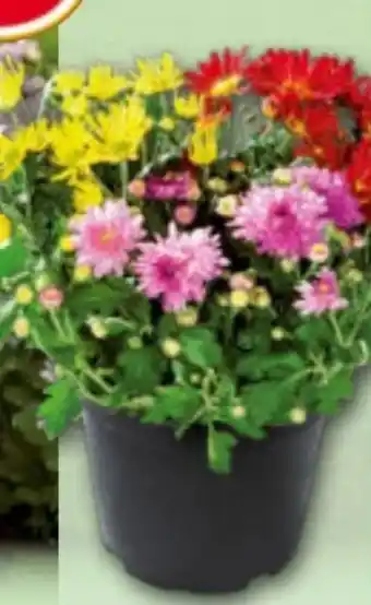 Norma Chrysanthemen-Busch Angebot