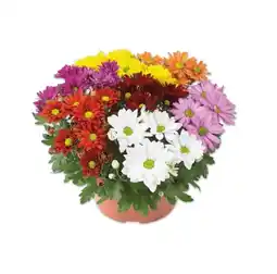 Lidl Chrysanthemen XL Lidl Angebot
