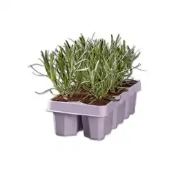 Lidl Lavendel angustifolia Lidl Angebot