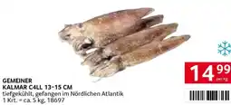 Transgourmet Gemeiner kalmar c4ll Angebot