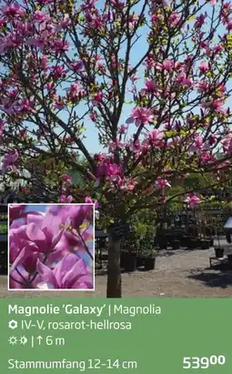 Starkl Magnolie 'Galaxy' Angebot