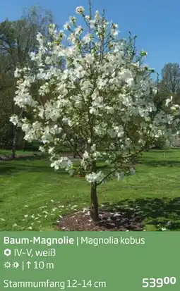 Starkl Baum-Magnolie Angebot