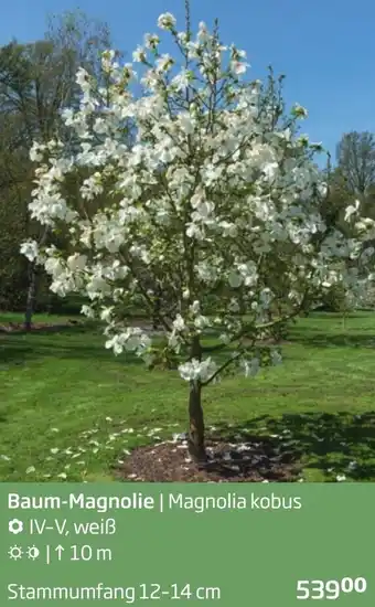 Starkl Baum-Magnolie Angebot