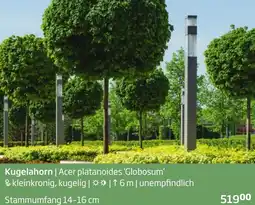 Starkl Kugelahorn | Angebot