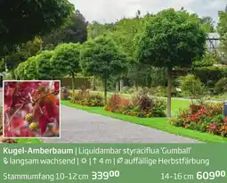 Starkl Kugel-Amberbaum Angebot