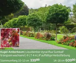 Starkl Kugel-Amberbaum Angebot