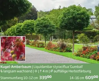Starkl Kugel-Amberbaum Angebot