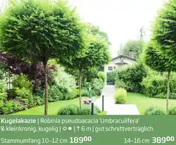 Starkl Kugelakazie Angebot
