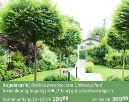 Starkl Kugelakazie Angebot