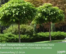 Starkl Kugel-Trompetenbaum Angebot