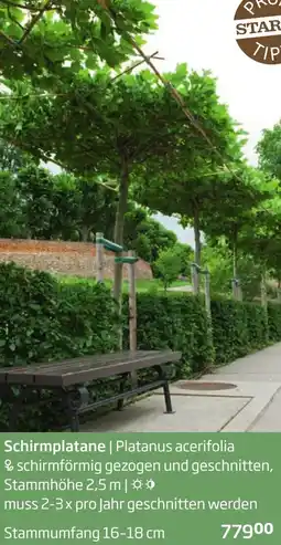 Starkl Schirmplatane Platanus acerifolia Angebot