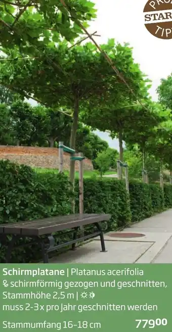 Starkl Schirmplatane Platanus acerifolia Angebot
