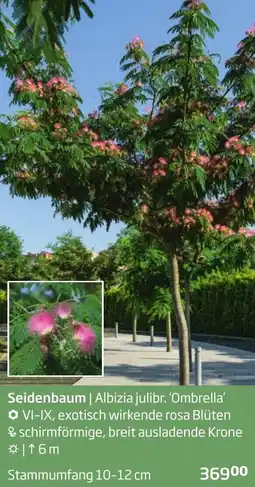 Starkl Seidenbaum Albizia julibr Ombrella Angebot