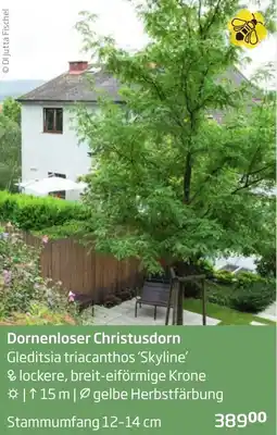 Starkl Dornenloser Christusdorn Angebot