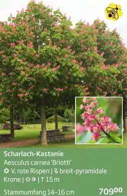 Starkl Scharlach-Kastanie Angebot