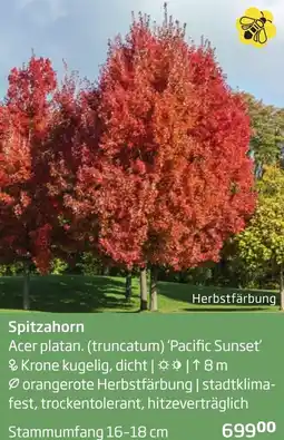 Starkl Spitzahorn Angebot