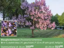 Starkl Blauglockenbaum Paulownia tomentosa Angebot