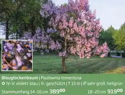 Starkl Blauglockenbaum Paulownia tomentosa Angebot