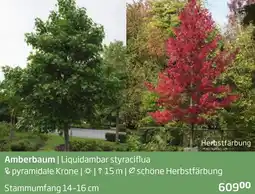 Starkl Amberbaum Liquidambar styraciflua Angebot