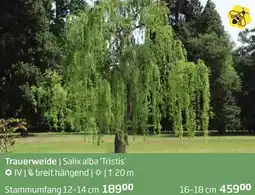 Starkl Trauerweide Angebot