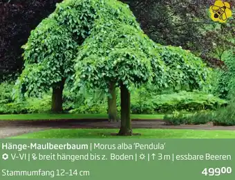 Starkl Hänge-Maulbeerbaum Angebot