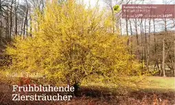 Starkl Kornelkirsche Cornus mas Angebot