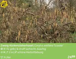 Starkl Zwerg-Korkenzieherhasel Angebot