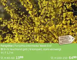 Starkl Forsythie Angebot