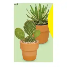 Hofer WÜSTENMIX Kaktus Kragen-Topf, Ø 13 cm, H ca. 24 - 30 cm HOFER Angebot