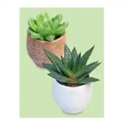 Hofer WÜSTENMIX Sukkulente „Mumbai“- Topf, Ø 7 cm, H ca. 9 - 15 cm HOFER Angebot