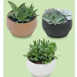 Hofer WÜSTENMIX Sukkulentenschale „Chennai“, Ø 15 cm, H ca. 12 - 20 cm HOFER Angebot