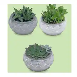 Hofer WÜSTENMIX Sukkulentenschale „Marrakesh“, Ø 18 cm, H ca. 12 - 20 cm HOFER Angebot