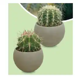 Hofer WÜSTENMIX Kaktus Kugeltopf, Ø 17 cm, H ca. 18 - 22 cm HOFER Angebot