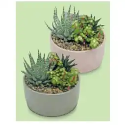 Hofer WÜSTENMIX Sukkulentenschale, Ø 19 cm, H ca. 18 - 22 cm HOFER Angebot