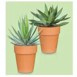 Hofer WÜSTENMIX Agave Terrakotta-Topf, Ø 25 cm, H ca. 35 - 45 cm HOFER Angebot