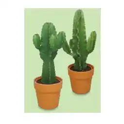 Hofer WÜSTENMIX Euphorbia Terrakotta-Topf, Ø 25 cm, H ca. 55 - 70 cm HOFER Angebot