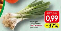Spar Würziger Jungzwiebel Angebot
