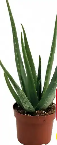 Eurospar Aloe Vera Angebot