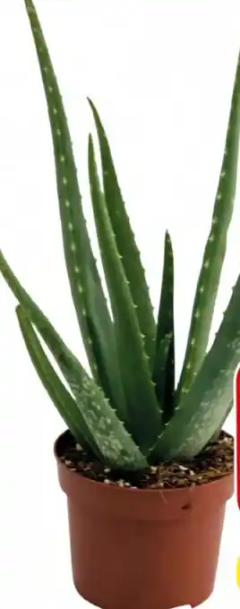 Eurospar Aloe Vera Angebot