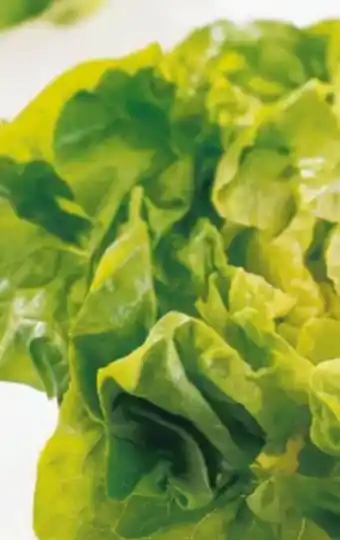Eurospar Kopfsalat Angebot