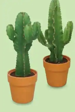 Hofer Euphorbia Terrakotta-Topf Angebot