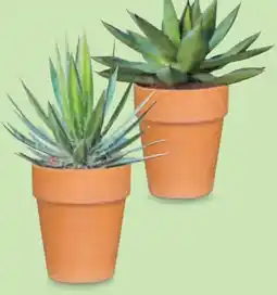 Hofer Agave Terrakotta-Topf Angebot