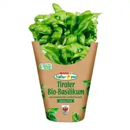 SPAR Gourmet Bio-Basilikum Topf SPAR Gourmet Angebot