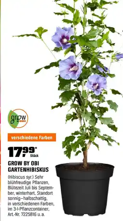 OBI Grow by obi gartenhibiskus Angebot