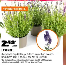 OBI Lavendel Angebot