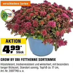 OBI Grow by obi fetthenne sortenmix Angebot